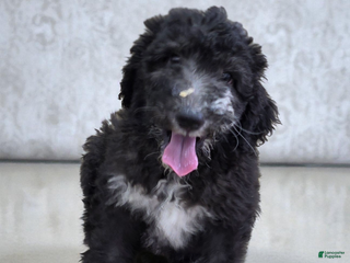 Standard Poodle dogs Standard Poodle Puppy 7 - Ad 30