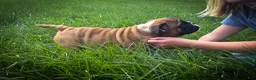 English Bulldog dogs for sale: Otis - Ad 3