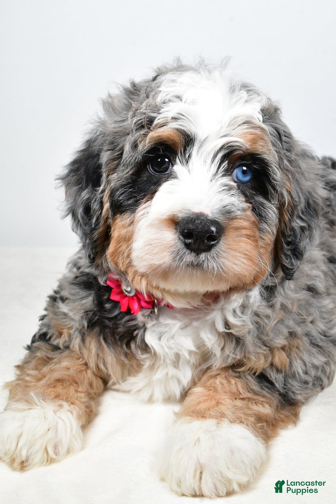 Mini Bernedoodle dogs for sale: Crystal - Ad 3