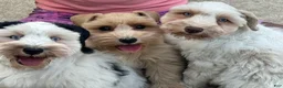Schnauzer dogs for sale: Ruby - Ad 4