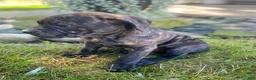 Cane Corso dogs for sale: Jenna - Ad 9