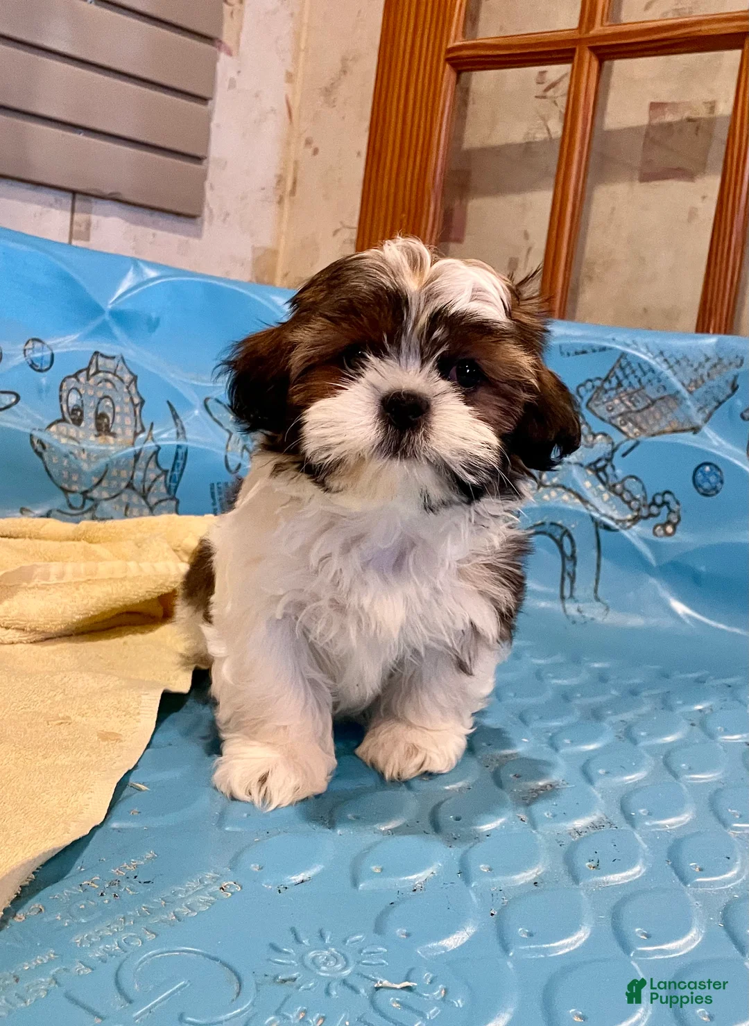 Shih Tzu dogs for sale: Merv - Ad 2