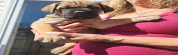 Cane Corso dogs for sale: Cane Corso 2 - Ad 30