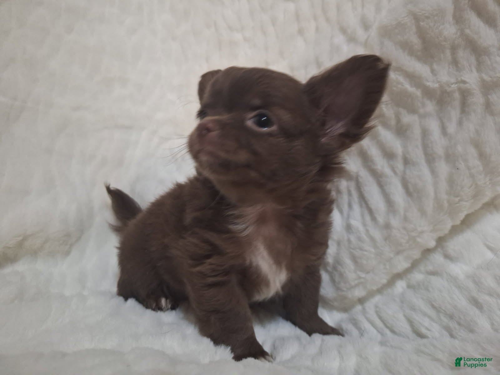 Chihuahua dogs Brown Boy - Ad 6
