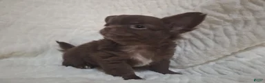 Brown Boy