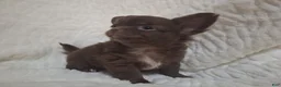 Chihuahua dogs for sale: Brown Boy - Ad 1