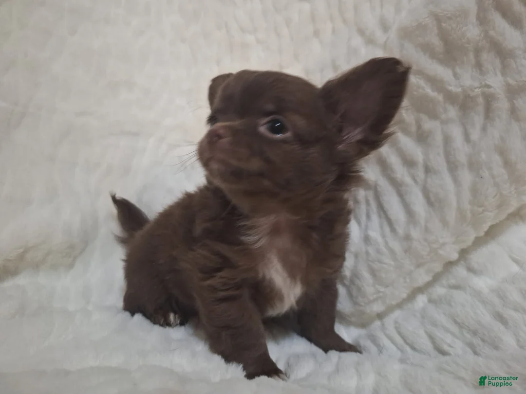 Chihuahua dogs for sale: Brown Boy - Ad 1