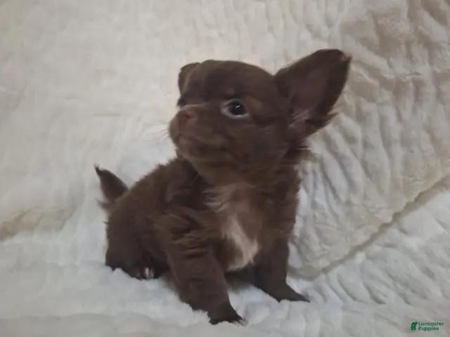 Chihuahua dogs Brown Boy - Ad 6