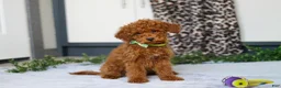 Mini Goldendoodle dogs for sale: Mitch - Ad 1