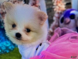 Pomeranian dogs - Ad 37