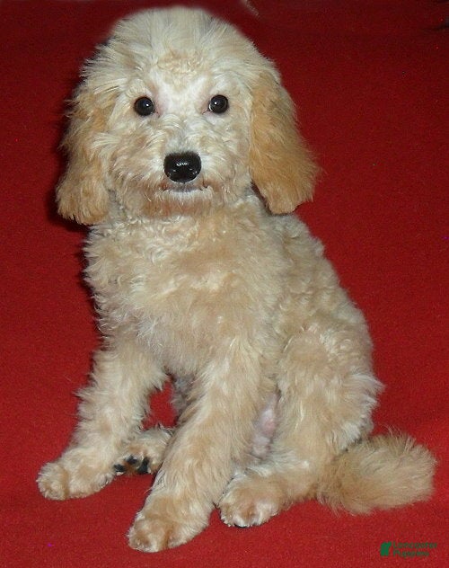 Miniature Poodle dogs Millie - Ad 1