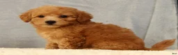 Bichpoo dogs for sale: Jasmine - Ad 7