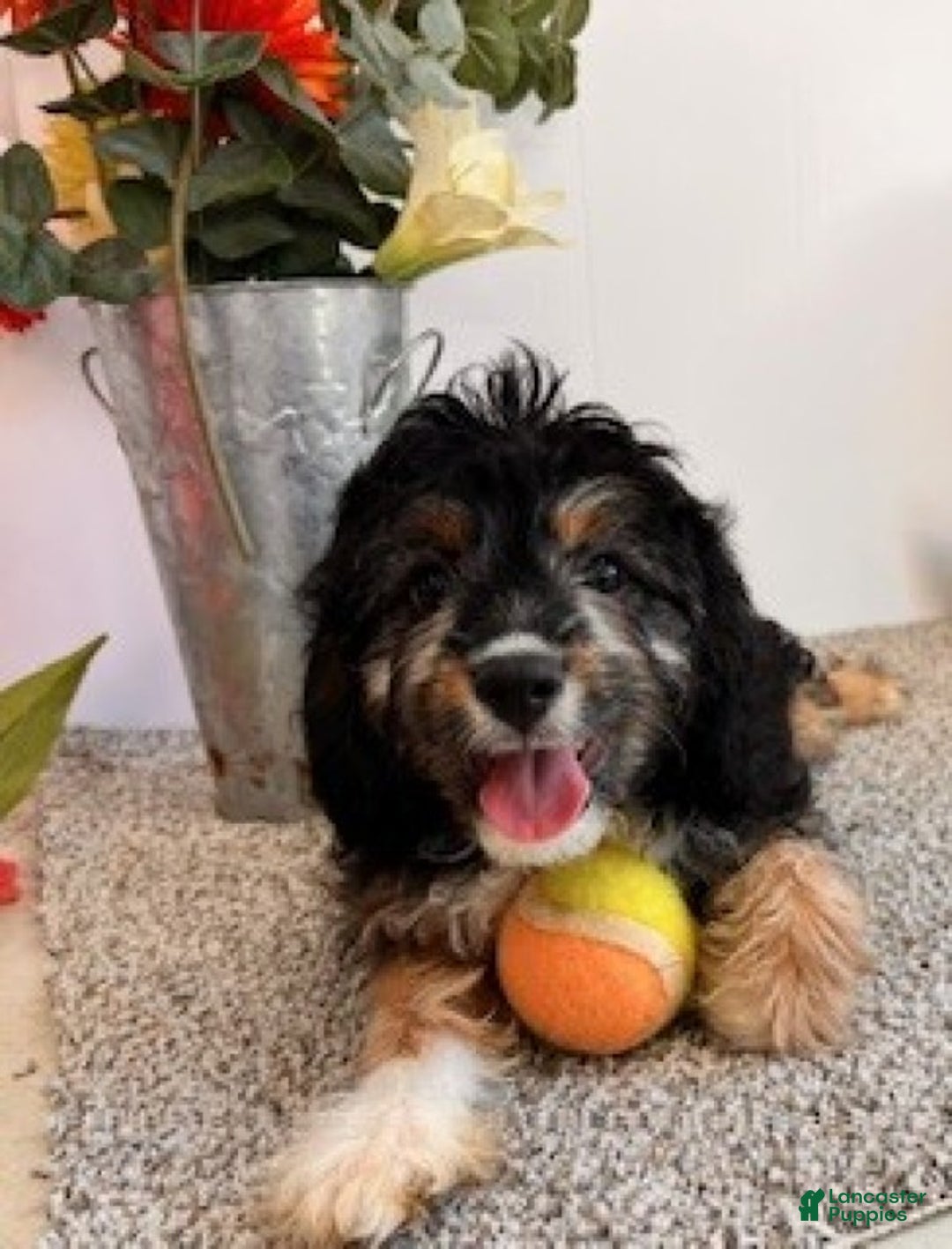 Cavapoo dogs for sale: Alvin - Ad 4