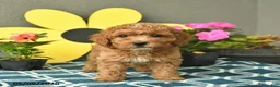 Mini Goldendoodle dogs for sale: Summer  - Ad 3