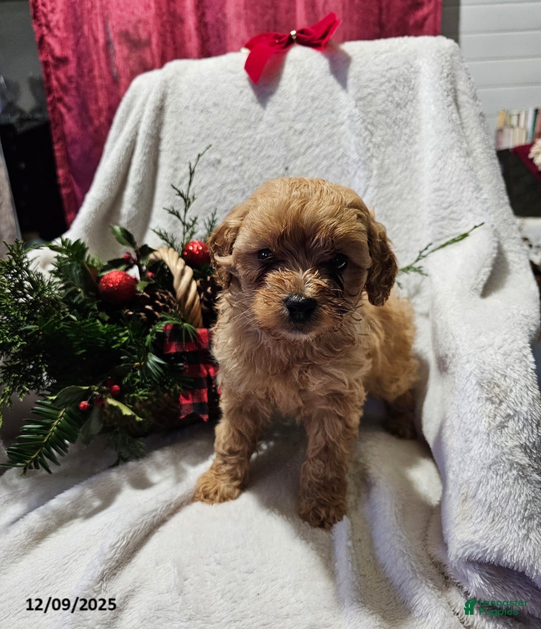 Havapoo dogs for sale: Steven - Ad 1