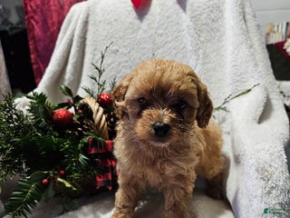 Havapoo dogs Steven - Ad 2