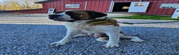 Saint Bernard dogs for sale: Princess - Ad 6