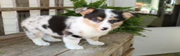 Mixed Breed dogs for sale: Mabel - Ad 7
