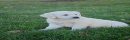Golden Retriever dogs for sale: Gracie - Ad 4