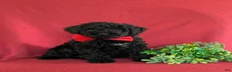 Miniature Poodle dogs for sale: Daine - Ad 3