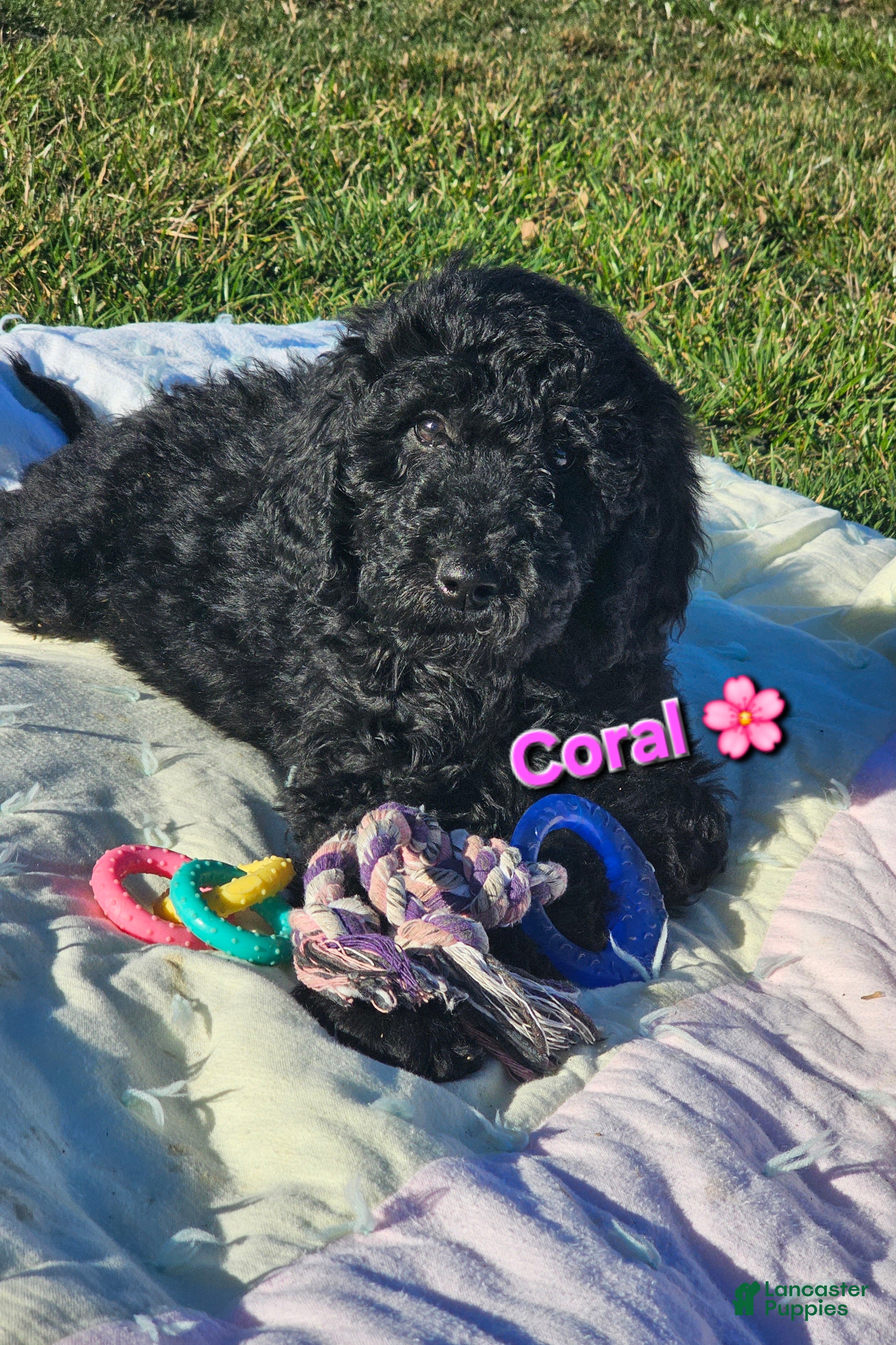 Goldendoodle dogs for sale: Coral  - Ad 3