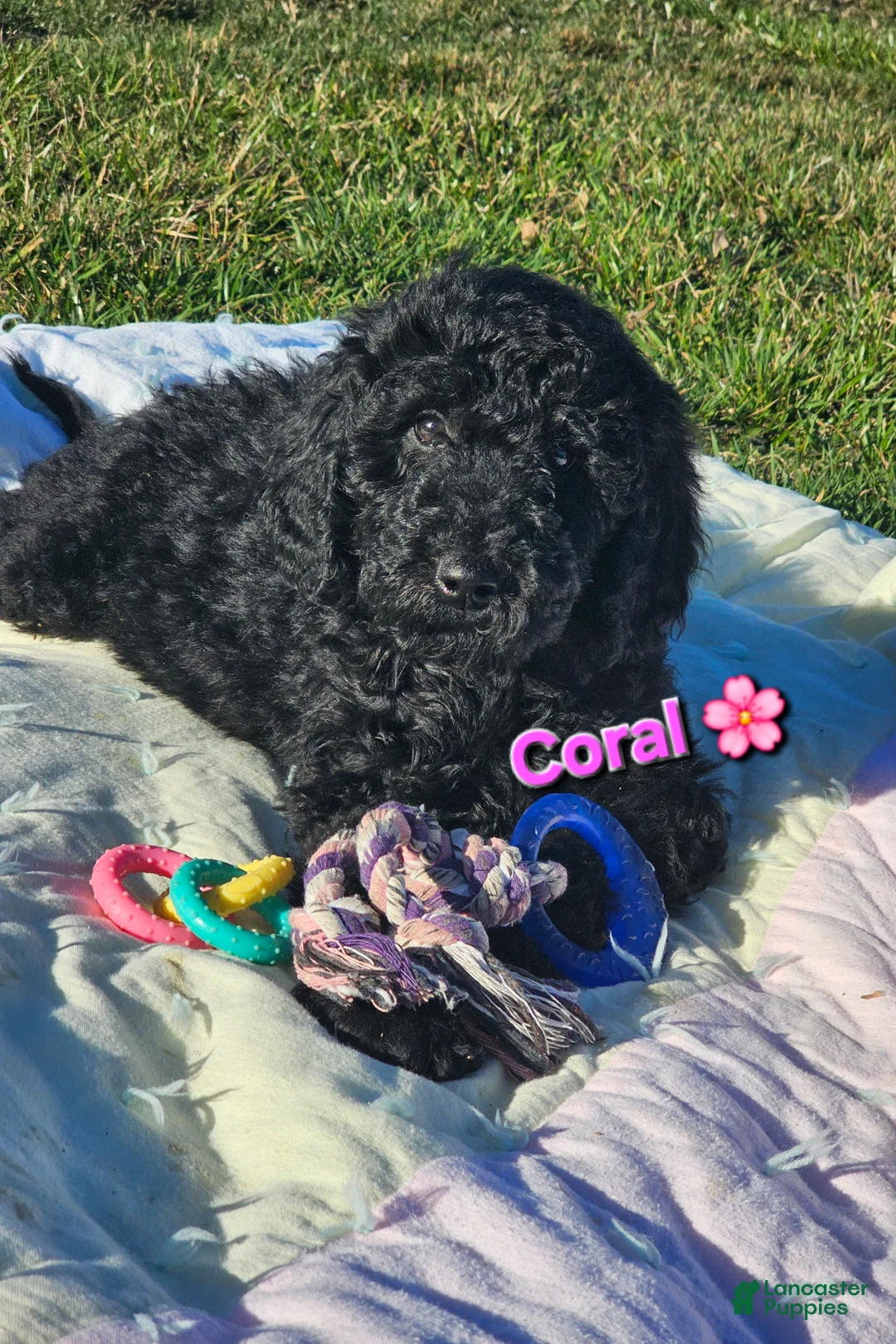 Goldendoodle dogs for sale: Coral  - Ad 1