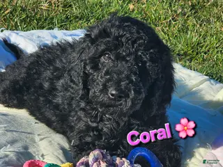 Goldendoodle dogs for sale: Coral - Ad 3