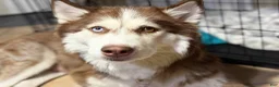 Mixed Breed dogs for sale: Jax - Ad 7