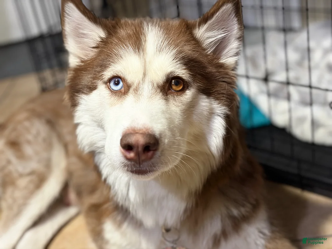 Mixed Breed dogs for sale: Jax - Ad 7