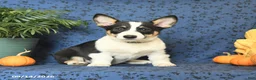 Welsh Corgi Pembroke dogs for sale: Lexi  - Ad 5