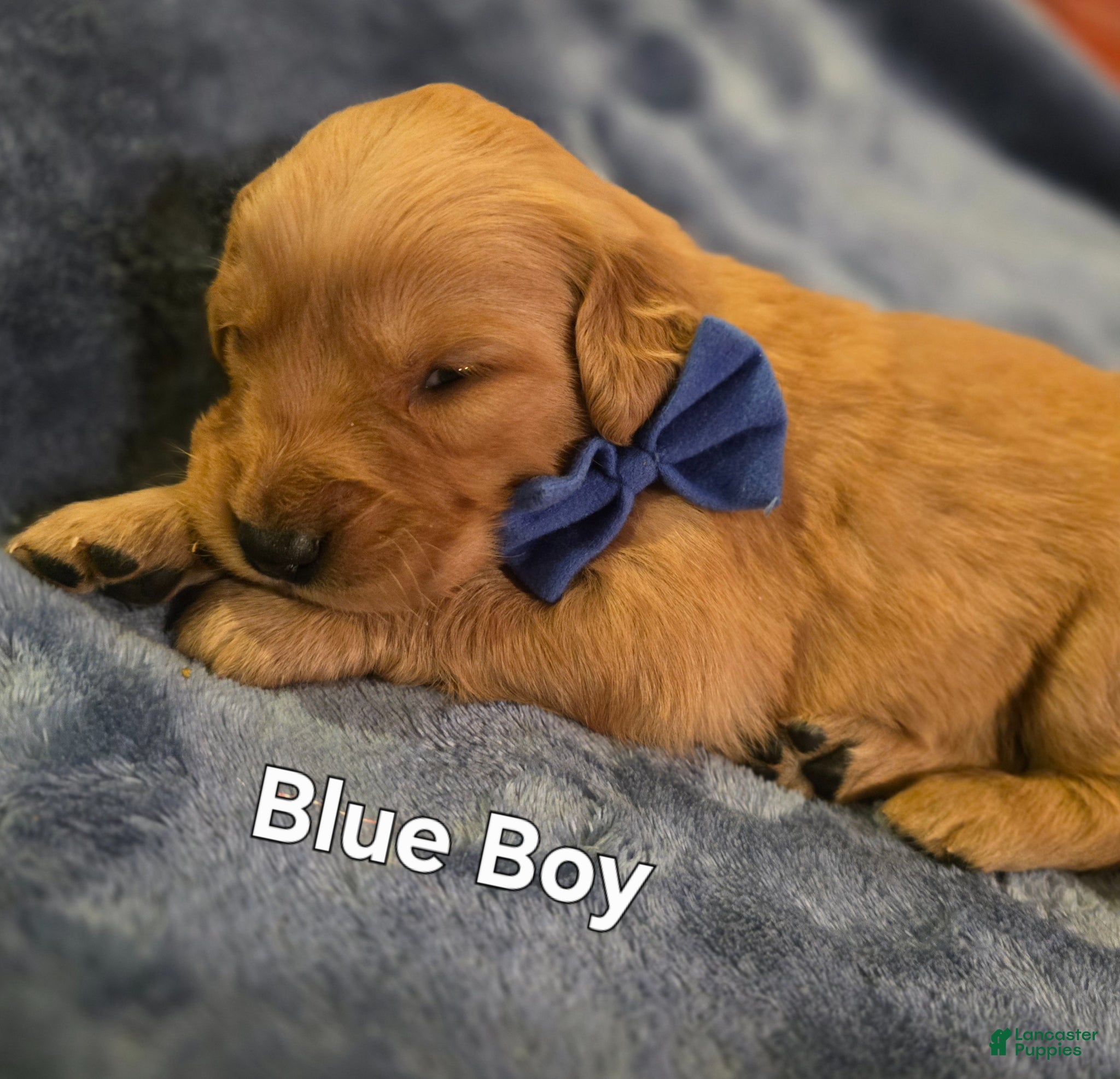 Golden Retriever dogs Blue Boy - Ad 13
