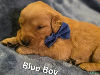 Golden Retriever dogs Blue Boy - Ad 7