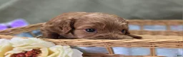 Cockapoo dogs for sale: Versace - Ad 24