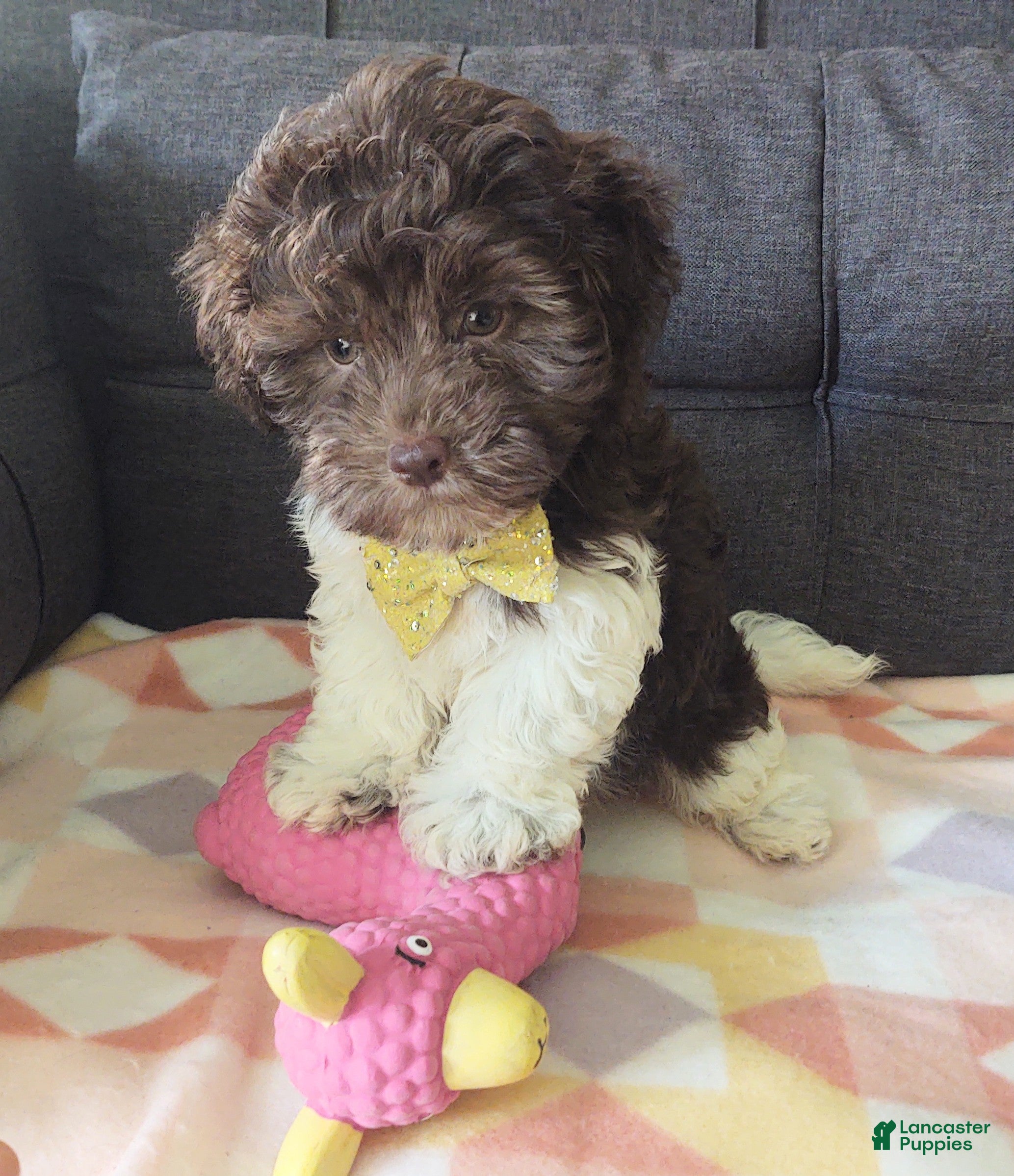 Maltipoo dogs Archie (chocolate)  - Ad 1