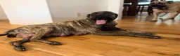 English Mastiff dogs for sale: English Mastiff Fawn Male - Ad 15