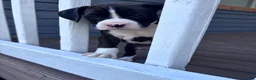 Boxer dogs for sale: Rowan - Ad 6