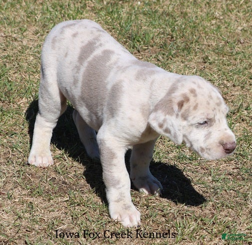 Great Dane dogs Hercules - Ad 2