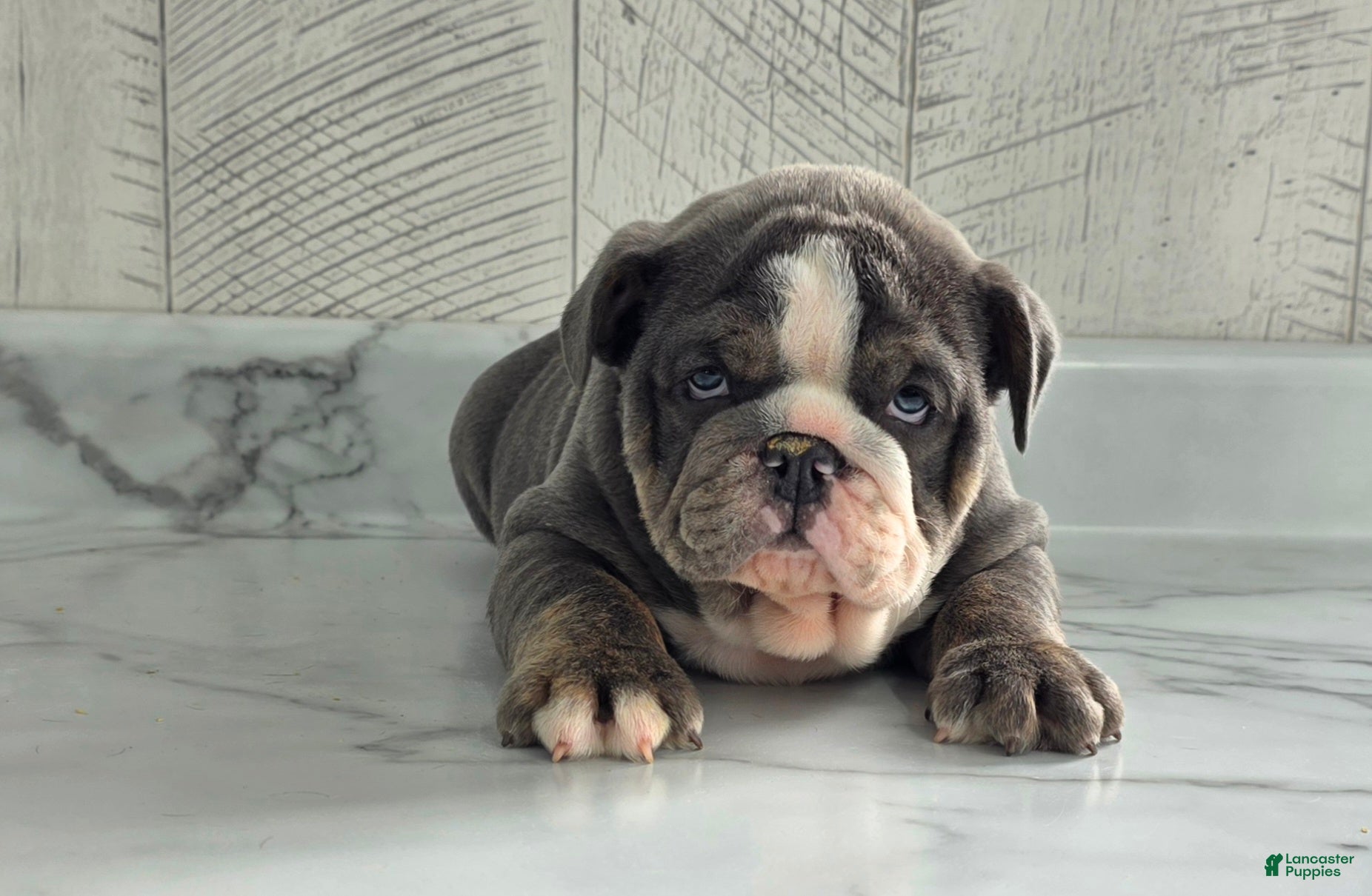 Olde English Bulldogge dogs Rocco  - Ad 2