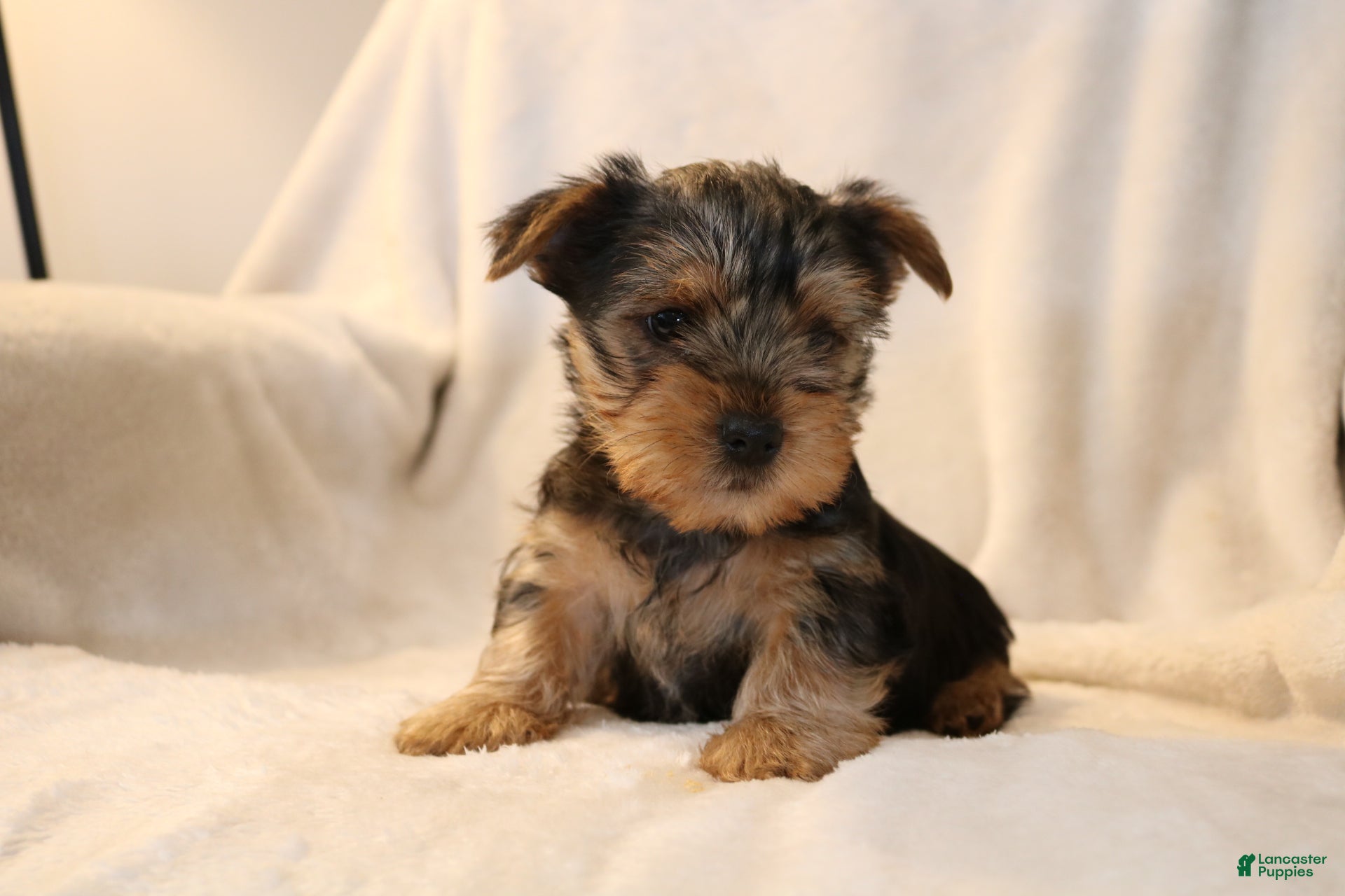 Yorkshire Terrier dogs Parker - Ad 2