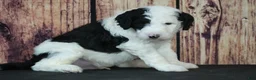 Sheepadoodle dogs for sale: Sheepadoodle Puppy 7 - Ad 1
