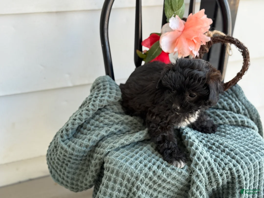 Shihpoo dogs for sale: Greta - Ad 2