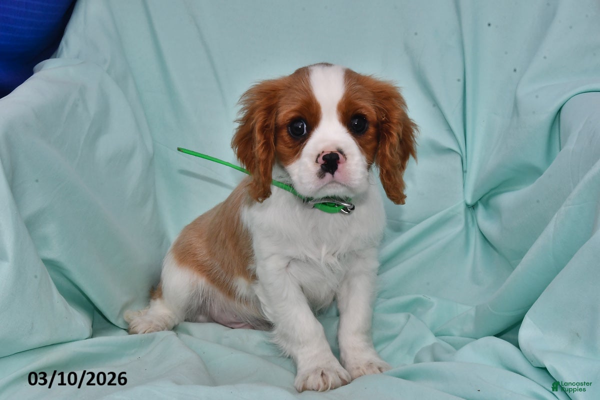 Cavalier King Charles Spaniel dogs for sale: Charlie - Ad 2