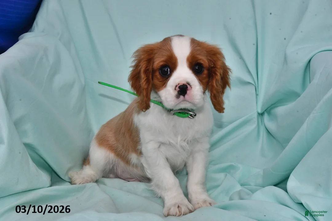 Cavalier King Charles Spaniel dogs for sale: Charlie - Ad 1