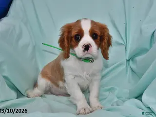 Cavalier King Charles Spaniel dogs for sale: Charlie - Ad 2