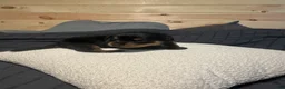 Rottweiler dogs for sale: Angel - Ad 5