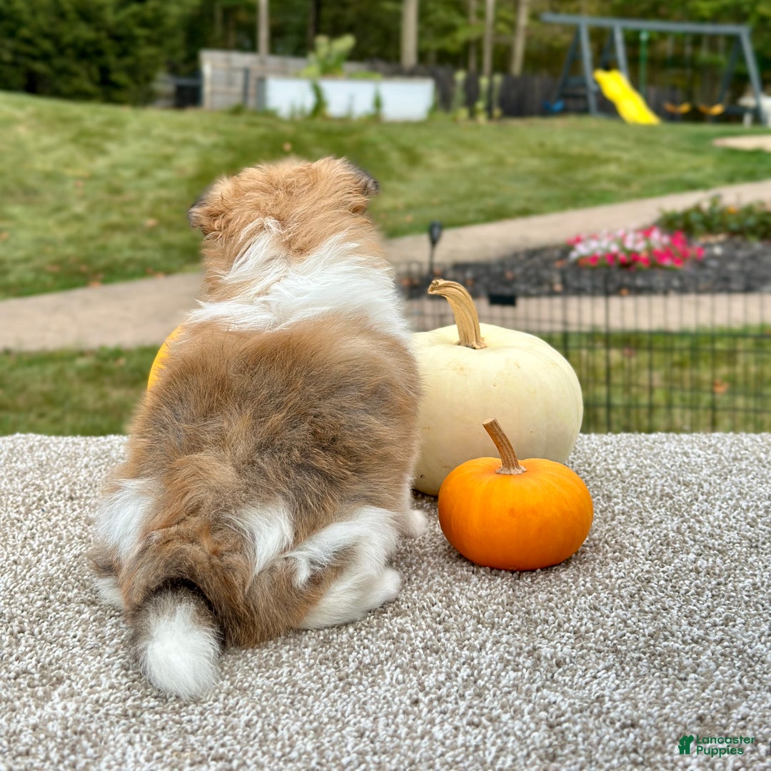 Pomeranian dogs for sale: Rocky - Ad 5