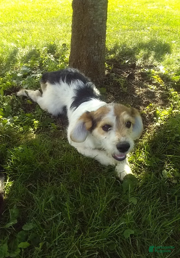 Mixed Breed dogs for sale: Lucky - Ad 1