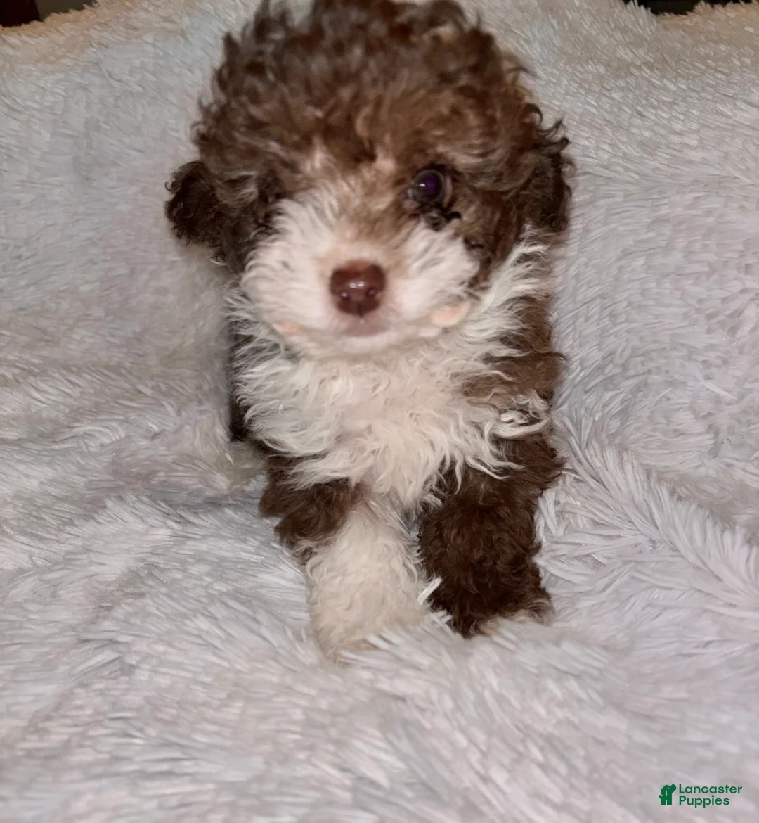 Toy Poodle dogs for sale: Toy Poodle Puppy 2 - Ad 1