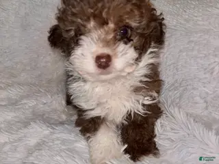Toy Poodle dogs Toy Poodle Puppy 2 - Ad 40
