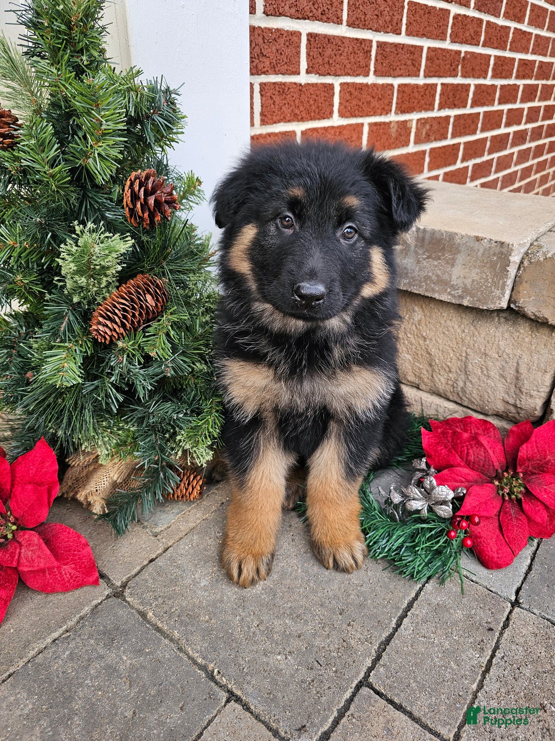 German Shepherd dogs for sale: Skye - Ad 4